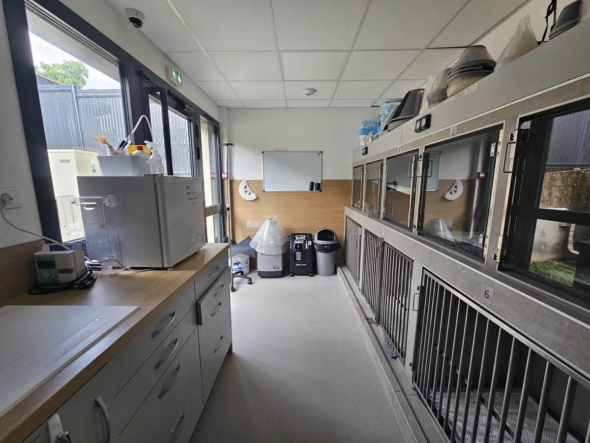 Hospitalisation des chiens : rangée de grandes cages le long d’une baie vitrée.